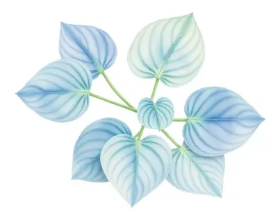 AI-generated watercolor illustration of Hosta 'Ems Pfeil' (not a photograph)