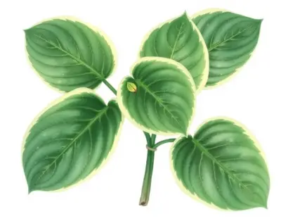 AI-generated watercolor illustration of Hosta 'Evening Gown' (not a photograph)
