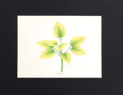 AI-generated watercolor illustration of Hosta 'Geisha Limey Streaks' (not a photograph)