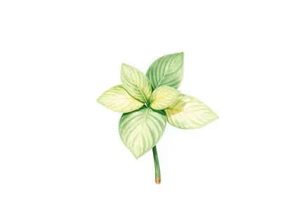 AI-generated watercolor illustration of Hosta 'Genesee Genco' (not a photograph)