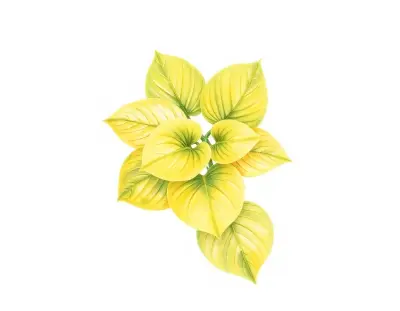 AI-generated watercolor illustration of Hosta 'Gold Coast' (not a photograph)