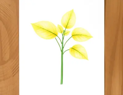 AI-generated watercolor illustration of Hosta 'Golden Flame' (not a photograph)