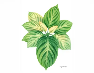 AI-generated watercolor illustration of Hosta 'Grey Piecrust' (not a photograph)