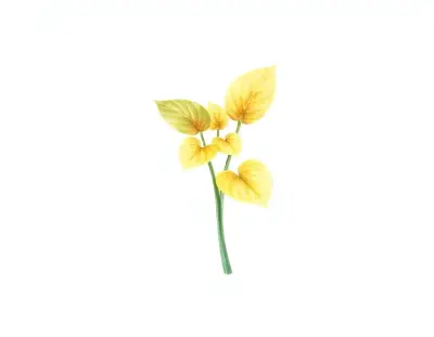 AI-generated watercolor illustration of Hosta 'Hope' (not a photograph)