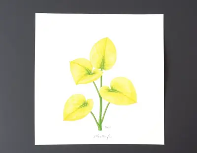 AI-generated watercolor illustration of Hosta 'Hydon Gleam' (not a photograph)