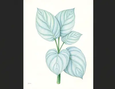 AI-generated watercolor illustration of Hosta 'Innisjade' (not a photograph)
