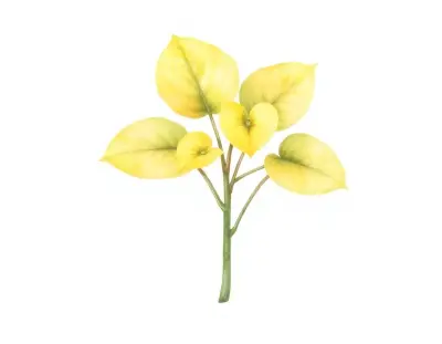 AI-generated watercolor illustration of Hosta 'Jarno' (not a photograph)
