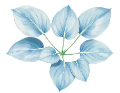 AI-generated watercolor illustration of Hosta 'Judy Rocco' (not a photograph)