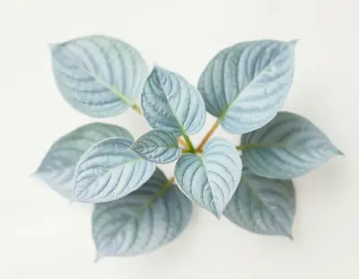 AI-generated watercolor illustration of Hosta 'Kingfisher' (not a photograph)