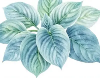 AI-generated watercolor illustration of Hosta 'Kiss Me Farewell' (not a photograph)