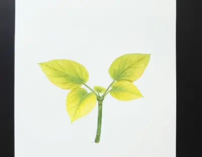 AI-generated watercolor illustration of Hosta 'Monochrome' (not a photograph)
