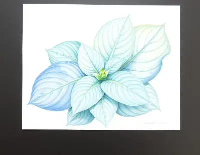 AI-generated watercolor illustration of Hosta 'Mr Z' (not a photograph)