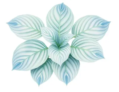 AI-generated watercolor illustration of Hosta 'Nikkma' (not a photograph)