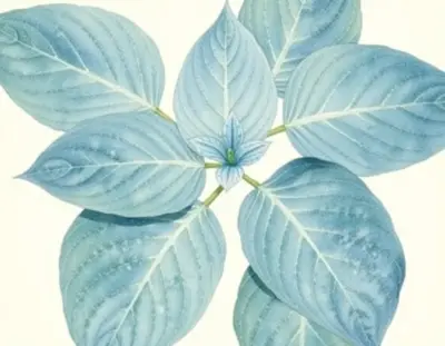 AI-generated watercolor illustration of Hosta 'North Pacific High' (not a photograph)