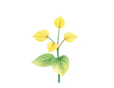 AI-generated watercolor illustration of Hosta 'Ogon Sudare' (not a photograph)