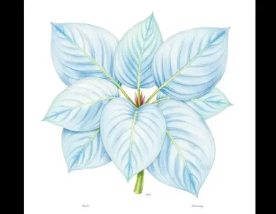 AI-generated watercolor illustration of Hosta 'People's Choice' (not a photograph)
