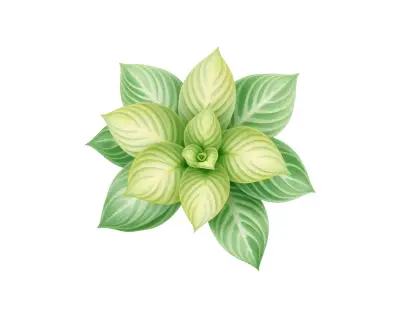 AI-generated watercolor illustration of Hosta 'Rim Rock' (not a photograph)