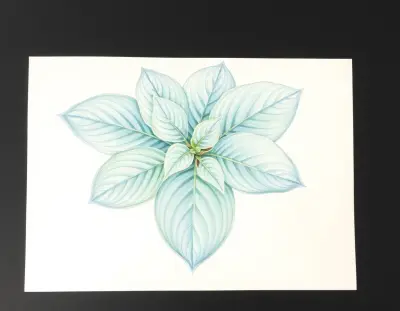 AI-generated watercolor illustration of Hosta 'Robin's Pride' (not a photograph)