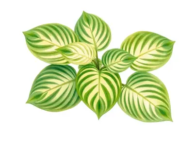 AI-generated watercolor illustration of Hosta 'Ruby Slippers' (not a photograph)