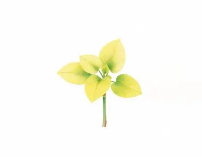 AI-generated watercolor illustration of Hosta 'Seneca' (not a photograph)