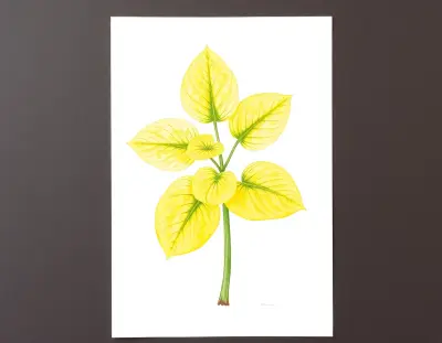 AI-generated watercolor illustration of Hosta 'Sunny Side Up' (not a photograph)