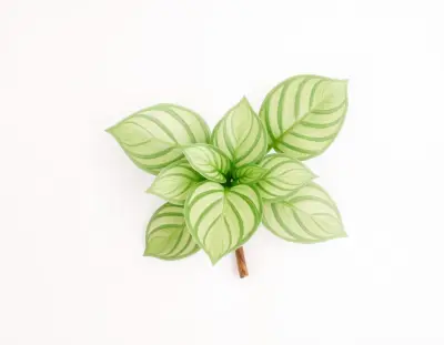 AI-generated watercolor illustration of Hosta 'Tall Twister' (not a photograph)