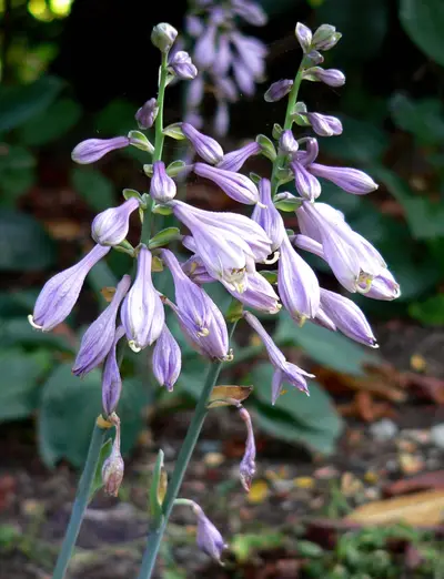 Photograph of Hosta 'Abiqua Blue Crinkles'