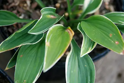 Photograph of Hosta 'Allan P. McConnell'