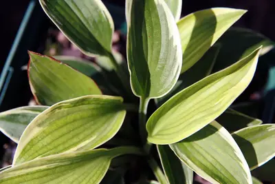 Photograph of Hosta 'Aristocrat'