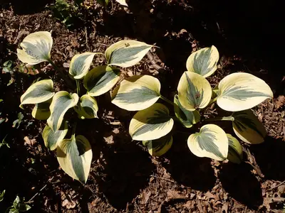 Photograph of Hosta 'Autumn Frost'