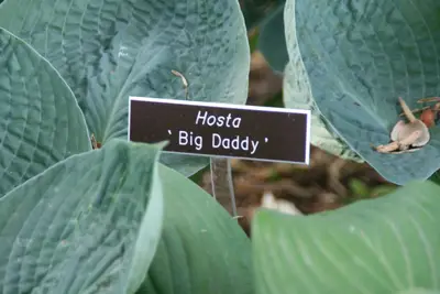 Photograph of Hosta 'Big Daddy'