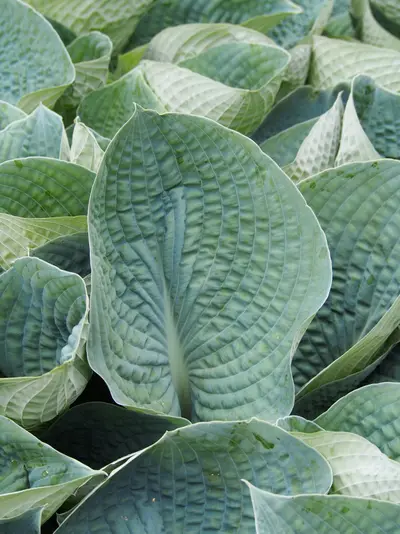 Photograph of Hosta 'Big Mama'