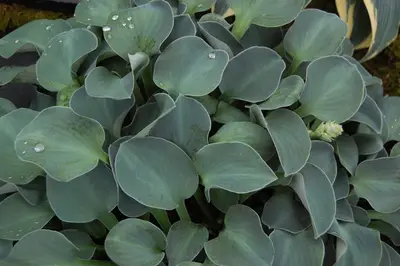 Photograph of Hosta 'Blue Mouse Ears'