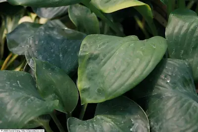 Photograph of Hosta 'Blue Umbrellas'