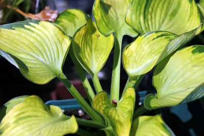 Photograph of Hosta 'Bridegroom'