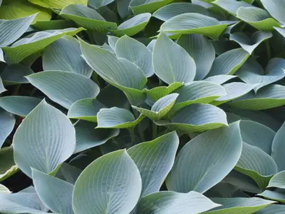 Photograph of Hosta 'Canadian Blue'