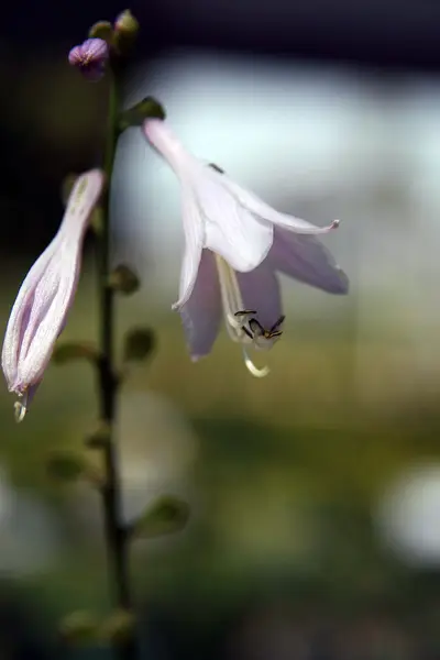 Photograph of Hosta 'Carnival'