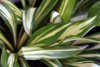 Photograph of Hosta 'Cherry Berry'