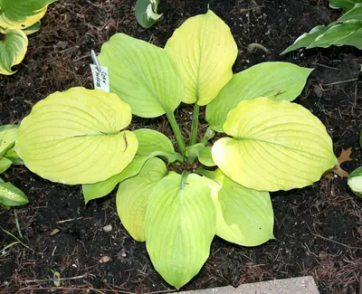 Photograph of Hosta 'Corn Muffins'