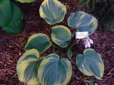 Photograph of Hosta 'Earth Angel'