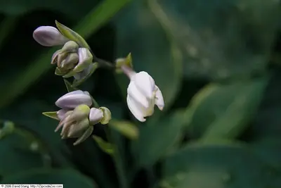 Photograph of Hosta 'El Niño'