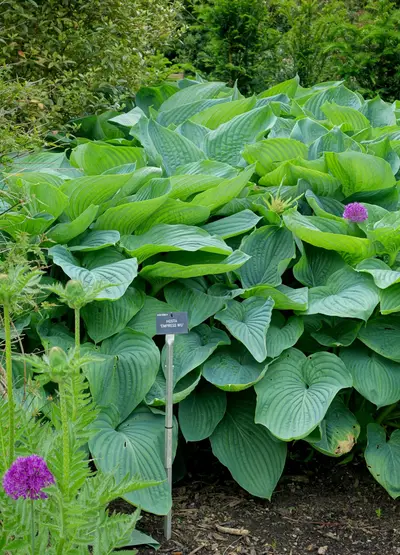 Photograph of Hosta 'Empress Wu'