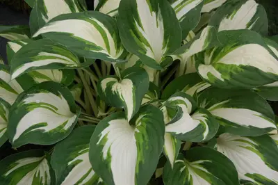 Photograph of Hosta 'Enterprise'
