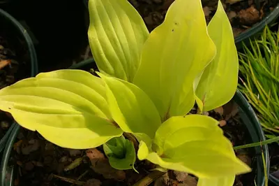 Photograph of Hosta 'Fire Island'