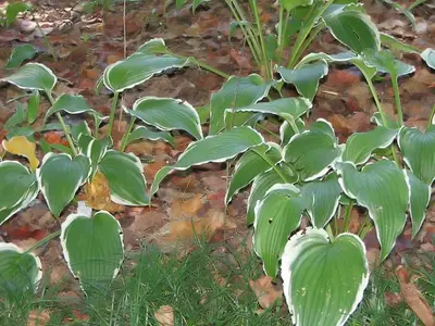 Photograph of Hosta 'Fortunei Albomarginata'