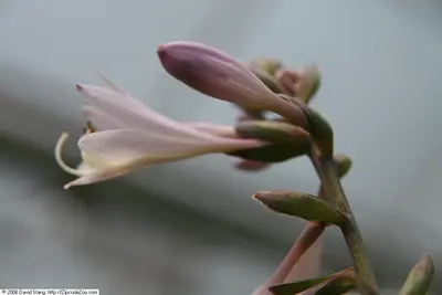 Photograph of Hosta 'Fortunei Hyacinthina'