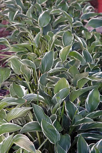 Photograph of Hosta 'Francee'