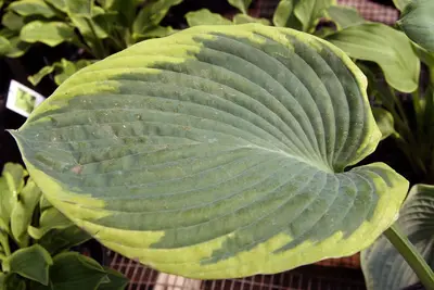 Photograph of Hosta 'Frances Williams'