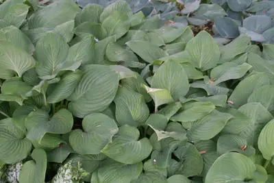 Photograph of Hosta 'Fried Bananas'