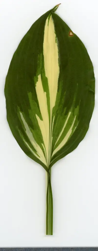 Photograph of Hosta 'Great Expectations'